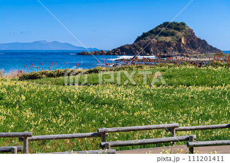 下田ブルーと水仙の咲く爪木崎 下田ブルーと水仙の咲く爪木崎 111201411