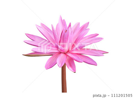 Pink Hairy water lily with green leaves in background. Nymphaea lotus. Pink Hairy water lily with green leaves in background. Nymphaea lotus. 111201505