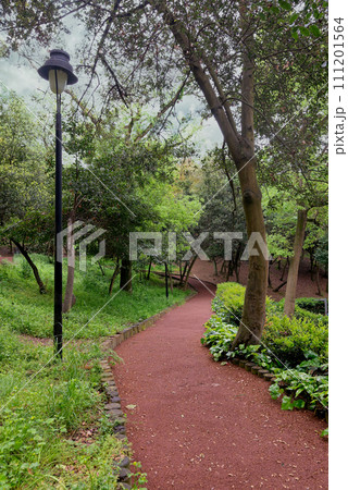 Winding path leads through green forest with lush tall trees on either side with sun light shining through the trees 111201564