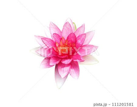 Pink waterlily flower isolated on white background Pink waterlily flower isolated on white background 111201581