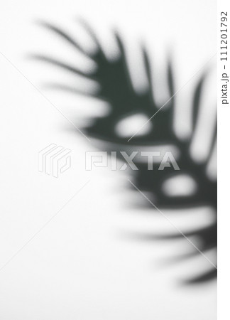 Shadows from palm leaves 111201792