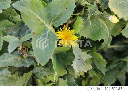 早春の野原に咲く黄色いノゲシの花 早春の野原に咲く黄色いノゲシの花 111201874