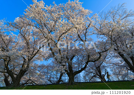 【京都府】3月・淀川河川公園背割堤地区の桜 【京都府】3月・淀川河川公園背割堤地区の桜 111201920