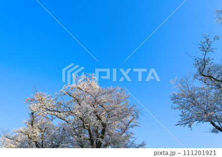 【京都府】3月・淀川河川公園背割堤地区の桜 【京都府】3月・淀川河川公園背割堤地区の桜 111201921