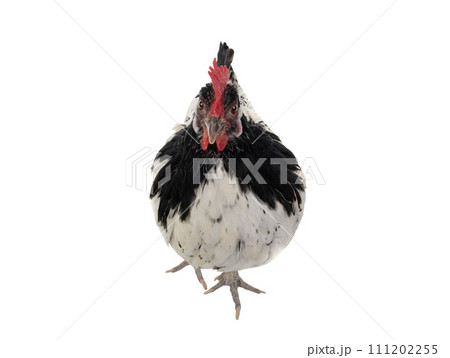 chicken lakenfelder isolated on a white background chicken lakenfelder isolated on a white background 111202255