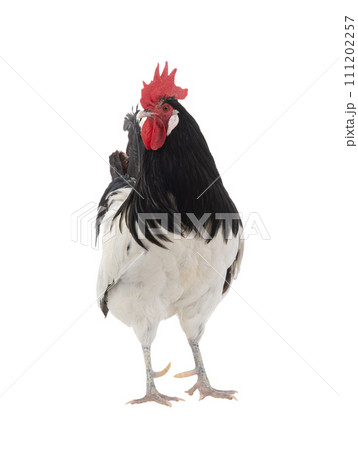 rooster lakenfelder isolated on a white background rooster lakenfelder isolated on a white background 111202257