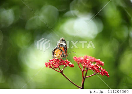 Leopard Lacewing butterfly on red flower with green bokeh background Leopard Lacewing butterfly on red flower with green bokeh background 111202366