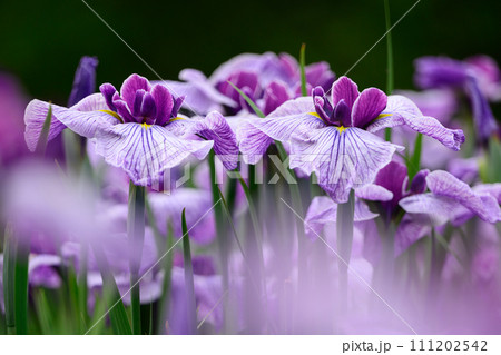 雨に濡れる花菖蒲 雨に濡れる花菖蒲 111202542