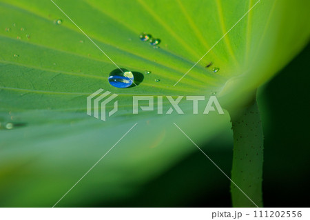 蓮の葉に付いた水滴 111202556