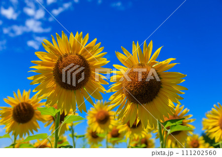 青空に映えるひまわり 111202560