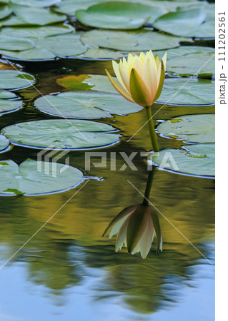 水面に浮かぶ睡蓮の花 111202561