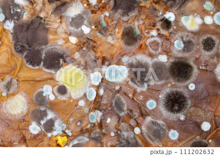 Fluffy spores mold as a background or texture. Colorful abstract background from moldy fungus. Fluffy spores mold as a background or texture. Colorful abstract background from moldy fungus. 111202632