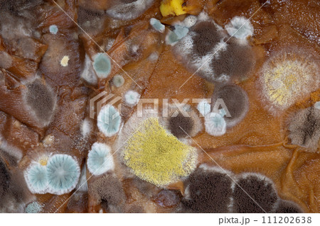 Fluffy spores mold as a background or texture. Colorful abstract background from moldy fungus. Fluffy spores mold as a background or texture. Colorful abstract background from moldy fungus. 111202638