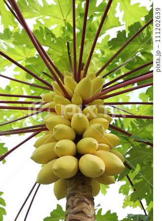 Yellow papayas on papaya tree. Yellow papayas on papaya tree. 111202639