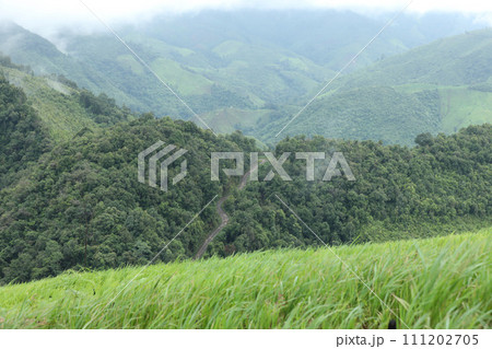 Green rice terraces on complicated hills in Nan Province, Thailand. 111202705
