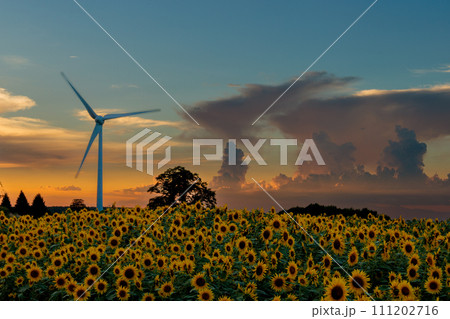夕焼けに染まる風車 夕焼けに染まる風車 111202716