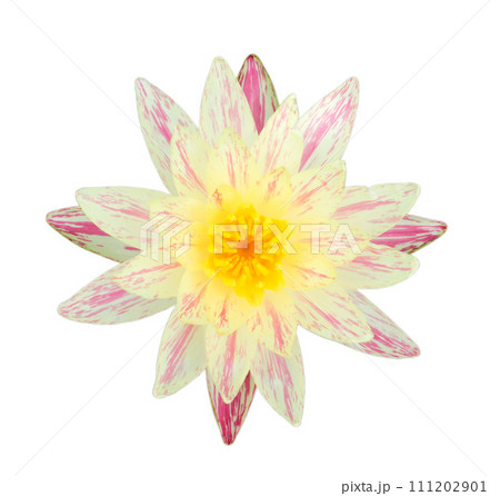Top view of a yellow Nymphaea waterlily. Top view of a yellow Nymphaea waterlily. 111202901