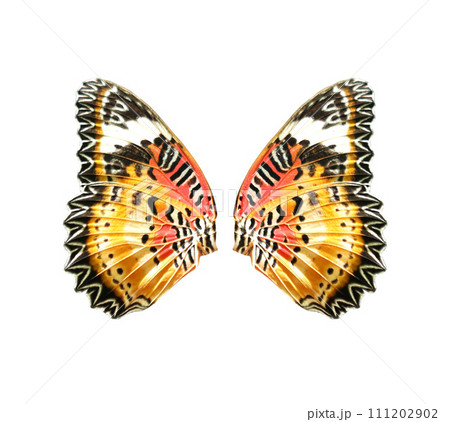 Lime Swallowtail butterfly wings isolated on white background Lime Swallowtail butterfly wings isolated on white background 111202902