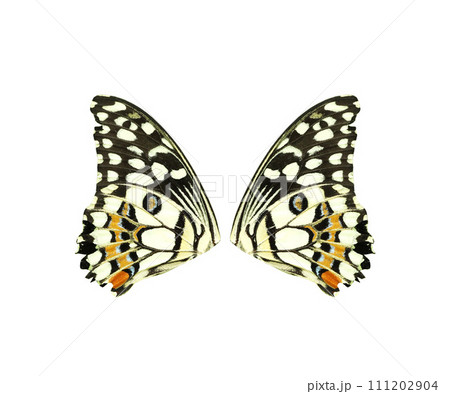 Lime Swallowtail butterfly wings isolated on white background Lime Swallowtail butterfly wings isolated on white background 111202904