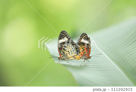Butterflies breeding on green leaves with blurred background. 111202915