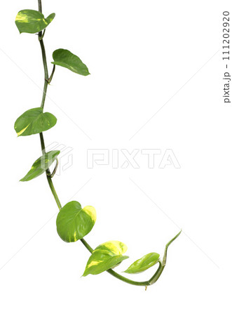 Vine golden pothos leaves isolated on white background Vine golden pothos leaves isolated on white background 111202920
