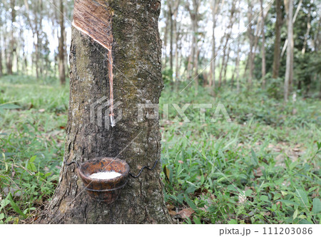 Rubber trees in rubber plantation. Rubber latex extracted from rubber tree in bowl. 111203086