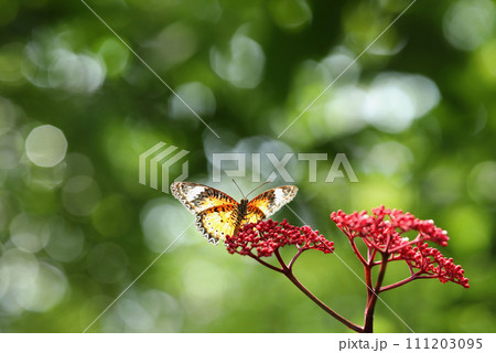 Leopard Lacewing butterfly on red flower with green bokeh background Leopard Lacewing butterfly on red flower with green bokeh background 111203095