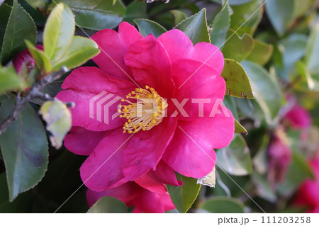 冬の庭に咲くピンク色のツバキの花 冬の庭に咲くピンク色のツバキの花 111203258