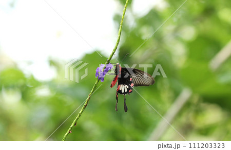 apilio Iswara, Great Helen beautiful black butterfly on red flowers with green blurred background. 111203323