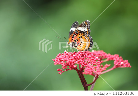 Leopard Lacewing butterfly on red flower with green background 111203336