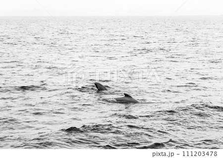 A timeless black and white scene captures the gentle arc of pilot whales off Andenes A timeless black and white scene captures the gentle arc of pilot whales off Andenes 111203478