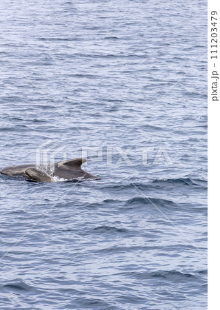 In the tranquil waters near Andenes, a long-finned pilot whale calf stays close to its mother 111203479
