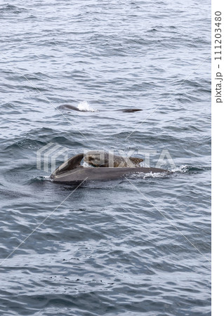 A vertical snapshot capturing a tender scene of a pilot whale family A vertical snapshot capturing a tender scene of a pilot whale family 111203480