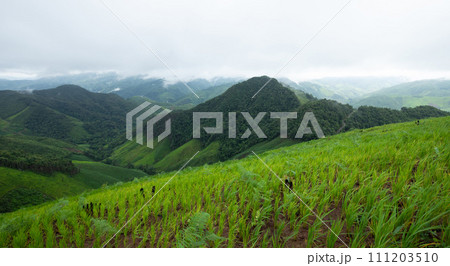 Green rice terraces on complicated hills in Nan Province, Thailand. Green rice terraces on complicated hills in Nan Province, Thailand. 111203510