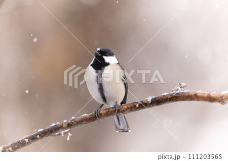 木の枝に止まるシジュウカラ　雪の帽子 111203565