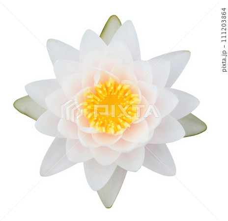 Top view of light pink tropical waterlily isolated on white background 111203864