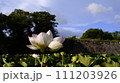 舞鶴公園の蓮の花 111203926