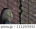 小さな命 111203932