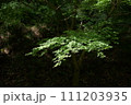 森の中の木漏れ日 111203935