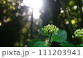 逆光に輝く紫陽花 111203941