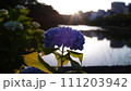 夕日に映える紫陽花 111203942