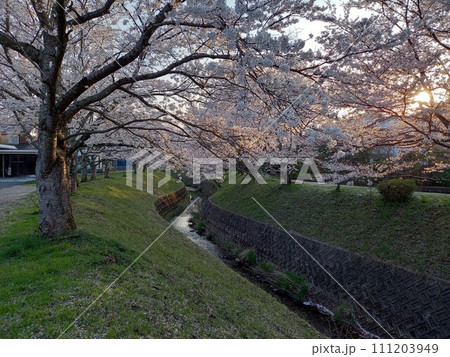 川の両岸に満開の桜が続く鳥取市の夕景 111203949