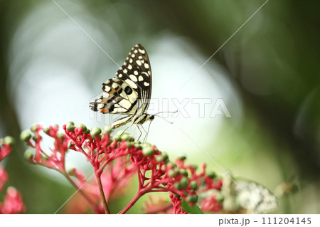 Lime butterfly or Lemon butterfly (Papilio demoleus)  sucking nectar from flowers. 111204145