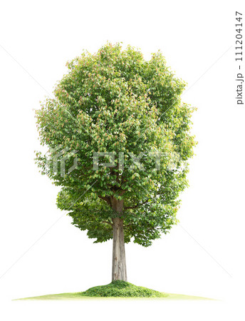 Green tree with green grass isolated on white background Green tree with green grass isolated on white background 111204147