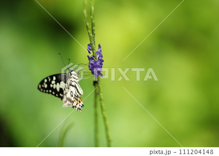 Lime butterfly or Lemon butterfly (Papilio demoleus) sucking nectar from violet flowers on green natural background. Lime butterfly or Lemon butterfly (Papilio demoleus) sucking nectar from violet flowers on green natural background. 111204148