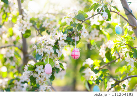 Easter eggs on blooming cherry tree. 111204192