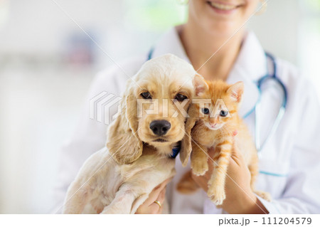 Vet with dog and cat. Puppy and kitten at doctor. Vet with dog and cat. Puppy and kitten at doctor. 111204579