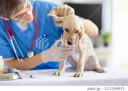Vet examining dog. Puppy at veterinarian doctor. Vet examining dog. Puppy at veterinarian doctor. 111204631