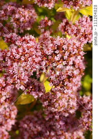 Healing oregano flower in summer blossom Healing oregano flower in summer blossom 111204828