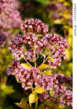 Healing oregano flower in summer blossom 111204829